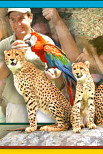 This image shows an adult cheetah standing next to a small, colorful parrot. The cheetah's fur is adorned with large, black spots, characteristic of the species, and it has a sleek body with long hind legs and a smaller, rounded head. The parrot's plumage displays a vibrant array of colors including red, yellow, green, and blue, with markings indicative of a Macaw or similar species.

In the background of the image, there's a person who appears to be interacting with the cheetah, possibly a trainer or a zookeeper. This setting suggests the photo might have been taken in a zoo or a wildlife park where interactions between different species are managed. The cheetah and the parrot are the main subjects of the image, drawing the viewer's attention with their contrasting colors and species.