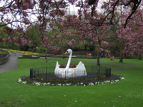Where can I buy a pair of swans from? - Page 3 - All Creatures Great & Small - PistonHeads