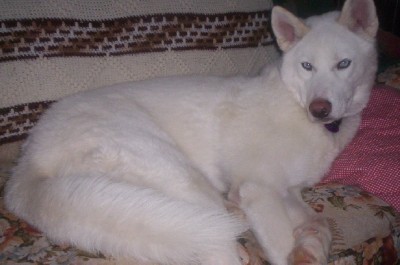 The image features a charming dog, which appears to be a Siberian Husky with its distinctive white coat. The dog is captured in a relaxed lying position on a sofa, showcasing its calm demeanor. A red floral blanket and a brown blanket adorn the sofa, adding a warm touch to the scene. The dog's attentive gaze and its entire body facing the camera create a strong connection with the viewer. The image exudes a sense of tranquility with the Husky as the central focus.