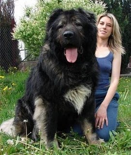 A woman holding a dog on a leash - Pistonheads - The image presents a relaxed outdoor scene with a large dog and a woman. The dog, a black shaggy breed with a white chest, is sitting on the grass and appears to be wearing a collar. The woman is sitting next to the dog on a grassy area, posing and smiling at the camera. They both seem to be in a space with shrubbery in the background. The setting is casual and tranquil, suggesting a day out for both the woman and her dog.