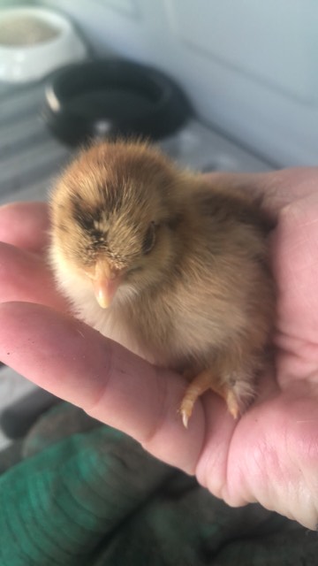 Chickens, now she's done it! (cute chick content) - Page 5 - All Creatures Great & Small - PistonHeads