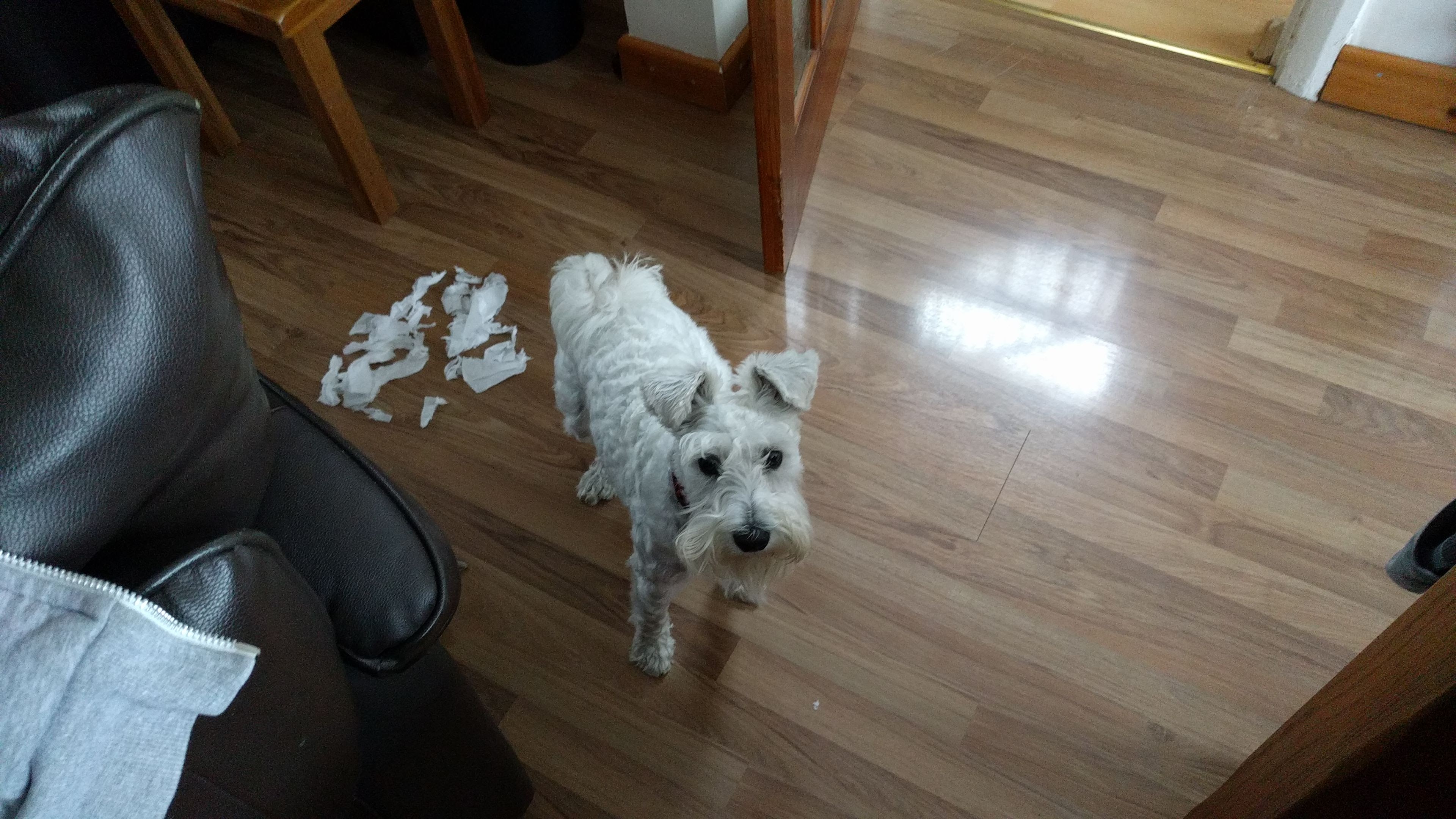 Post photos of your dogs (Vol 3) - Page 23 - All Creatures Great & Small - PistonHeads - The image captures a moment in a living room, where a small white dog with a black spot on its nose is standing on a wooden floor. The dog appears to have a white collar, and is standing on a pile of paper scraps. In the background, a dark leather couch can be seen, and a brown chair and a black rug are also visible. The living room exudes a cozy and inviting atmosphere.