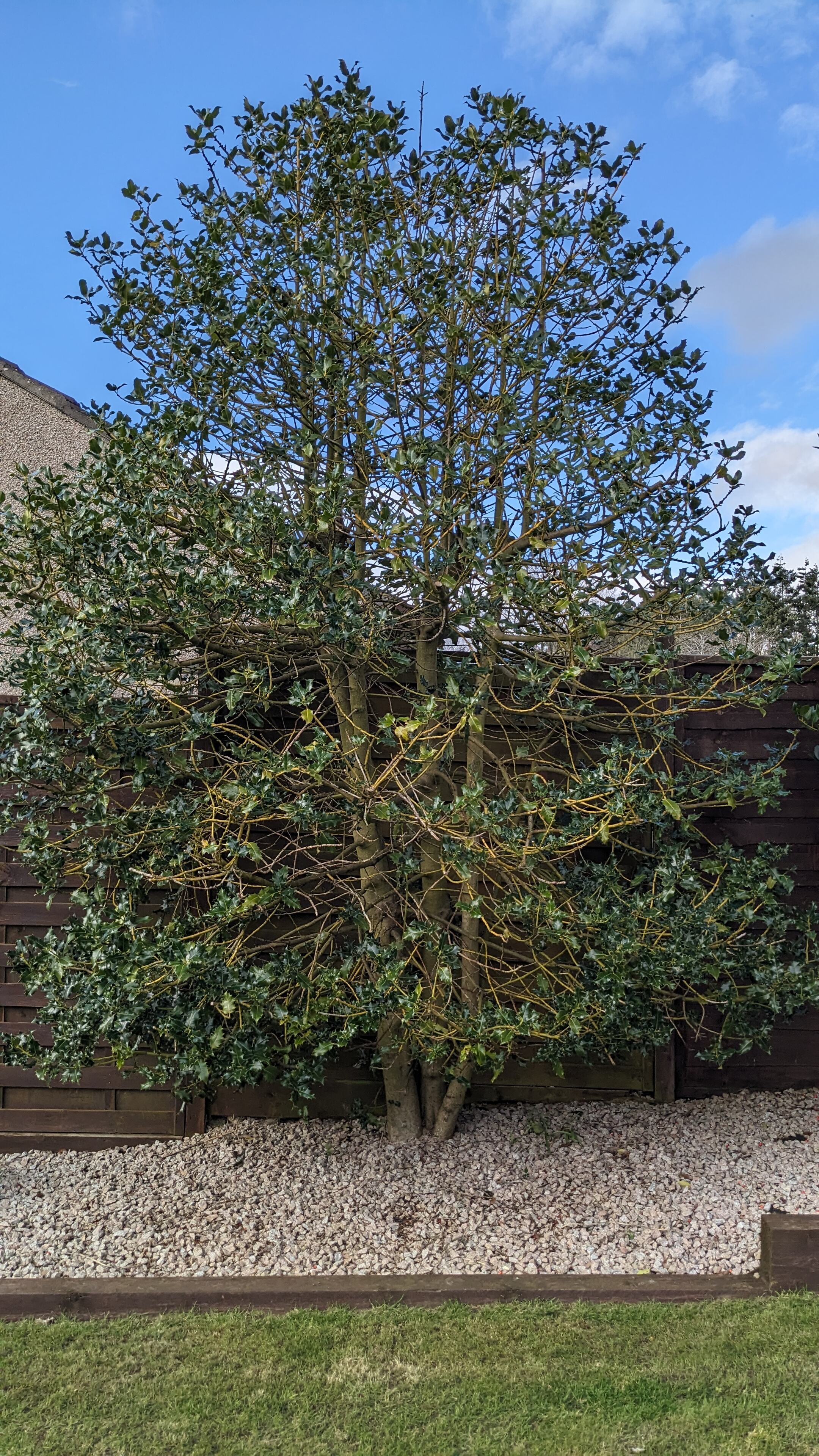 Advice on how revive this holly bush pls - Page 1 - Homes, Gardens and DIY - PistonHeads UK