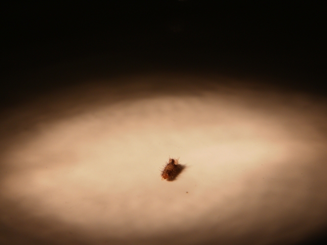 Pistonheads Identify Grub Hairy - The image captures a single, orange-brown hair on a surface with a light brown hue. The hair is resting on a space that appears to be a floor or desk, given the shadow it casts. The surroundings are dimly lit, suggesting a low-light setting, which contrasts with the bright, singular hair. The close-up perspective puts the focus squarely on the stray hair, highlighting its color and form amidst the muted background.