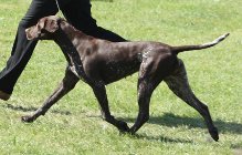 £10,000 REWARD - FIND ANGEL !! - Page 1 - All Creatures Great & Small - PistonHeads - The image captures a lively scene on a grassy field. A young brown dog is the main focus, energetically walking on four legs. Its tail is in mid-swing, adding to the sense of movement. 

The dog is not alone, it's being walked by a person whose leg is visible on the left side of the image. The person, humanized by the shoes they are wearing, is moving along with the dog, creating a sense of companionship. 

The background of the image is a simple, uncluttered display of grass and sky, providing a serene backdrop to theanimation of the dog and its walker. The relative position of the objects suggests they are in the outdoors, possibly during a leisurely walk or training session.