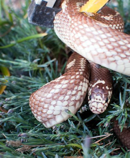 Pistonheads Snake