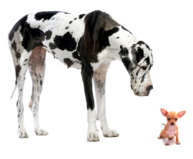 Daft Pistonheads Crossbreeds - The image features two dogs standing in a white background. The larger dog is a black and white Great Dane, exhibiting its majestic height. The smaller dog, in contrast, is a toy chihuahua, standing at the feet of the Great Dane, appearing quite dwarfed. The Great Dane's towering stature next to the tiny chihuahua creates an amusing perspective of size and scale.