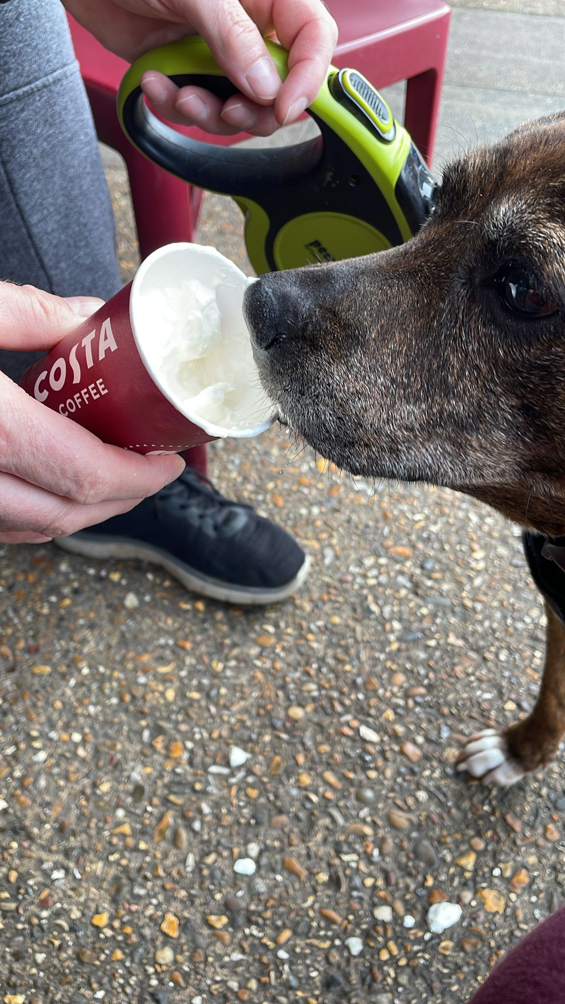 Pistonheads - The image captures a delightful moment between a dog and its owner. The dog, possibly a small breed, is eagerly licking a cup of coffee held by the person. The cup appears to be from a well-known coffee chain, identifiable by its logo. The setting seems to be an outdoor area with a table nearby, suggesting it might be a casual dining spot or a park bench where people often enjoy their drinks. The interaction between the dog and the coffee cup adds a touch of whimsy to the scene, reflecting the bond between pets and their owners.