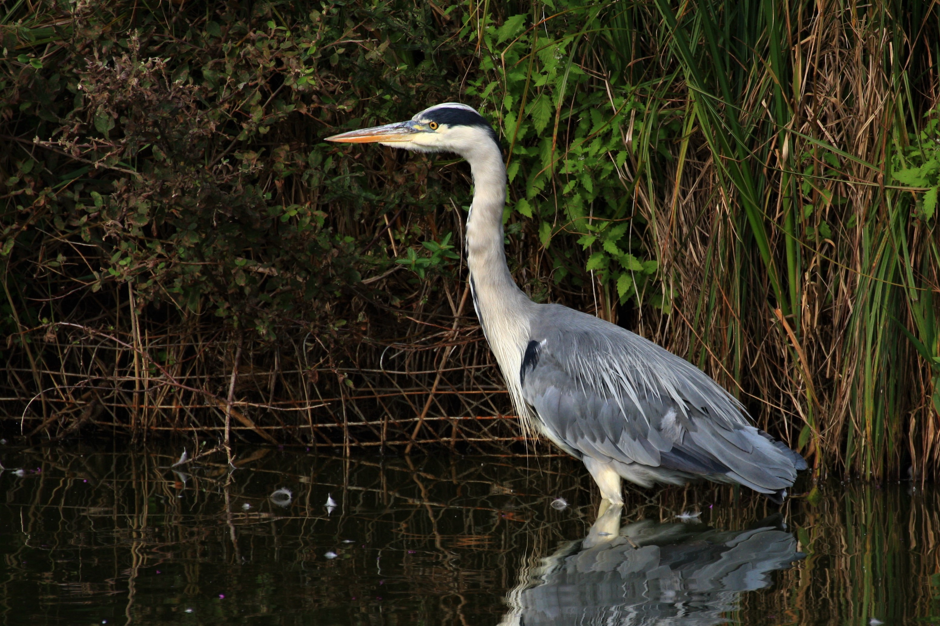 Pistonheads - The image features a striking blue heron standing tall on the bank of a body of water. The heron, with its long neck and legs, is captured in mid-stride, perhaps walking along the reed-lined shore. It appears to be observing something in the water, possibly a reflection or another aquatic creature. In the background, there's an area of lush greenery, providing a natural backdrop to this serene scene. The overall image gives a sense of tranquility and the beauty of nature.
