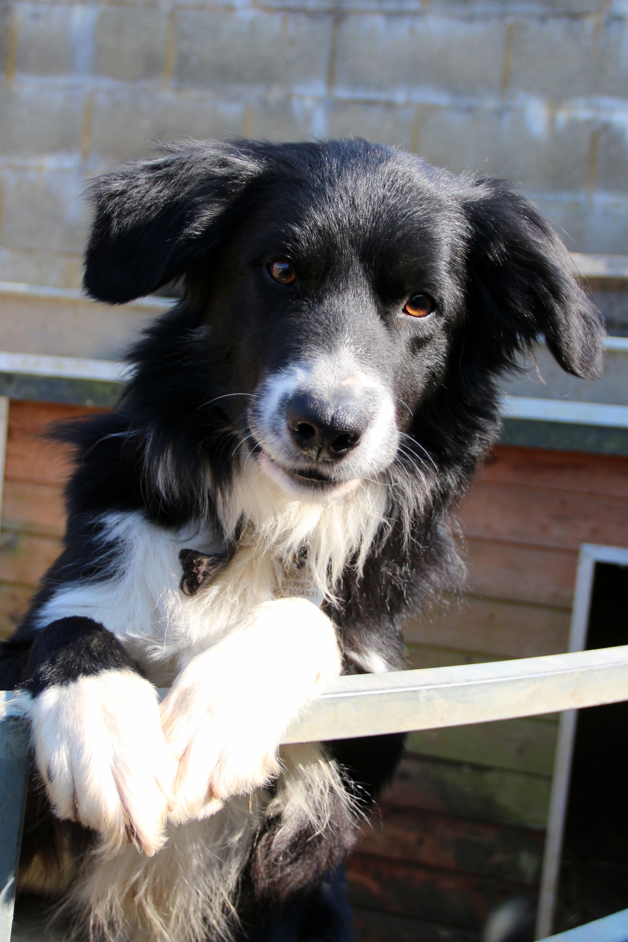 Post photos of NOT your dogs. - Page 4 - All Creatures Great & Small - PistonHeads - This image features a close-up of a dog, likely a Border Collie or a similar breed, characterized by its distinctive black and white coat. The dog is looking directly at the camera with a curious and attentive expression. Its ears are pulled slightly back, which could indicate interest or perhaps a defensive posture.

The dog is leaning over a metal railing, suggesting that it might be on a balcony or some similar structure. The background of the image is made up of a brick wall, which provides a contrasting texture to the smooth coat of the dog.

The photograph has a candid quality to it, as if capturing a spontaneous, unposed moment in the dog's day. The focus is sharp, highlighting the dog's eyes and facial features while the background is softly blurred.