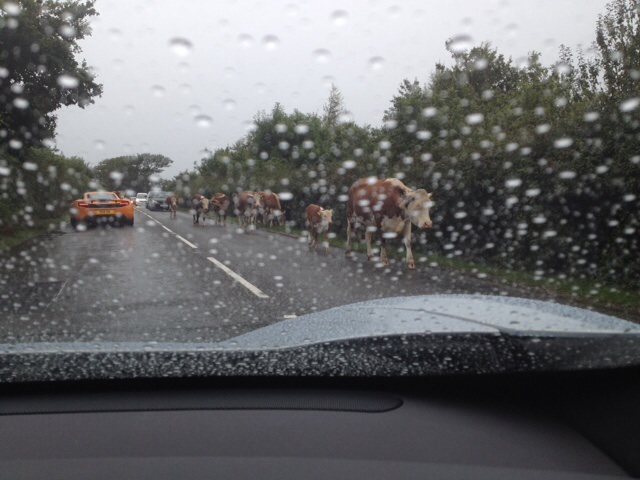 Supercar showdown - beaulieu - Page 1 - McLaren - PistonHeads - The image depicts a rural scene where an assortment of cows are crossing a wet road. The cows range in size and appear to be moving from the right side of the image towards the left. A few cars are scattered around on the road, meticulously maneuvering around the herd. The surrounding environment is lush and green, adding a serene touch to the scene. The road appears to be a two-way street with a white dividing line. The weather appears to be overcast, as evidenced by the droplets of water on the windshield of the car from which the photo is taken.