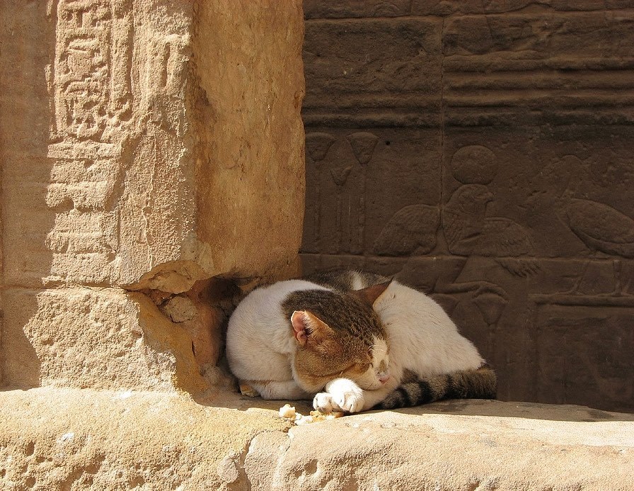 amntenofre:
“ lovely cat sleeping in the Sanctuary of the Goddess Isis at Philae (now on the Agilkia island)
”