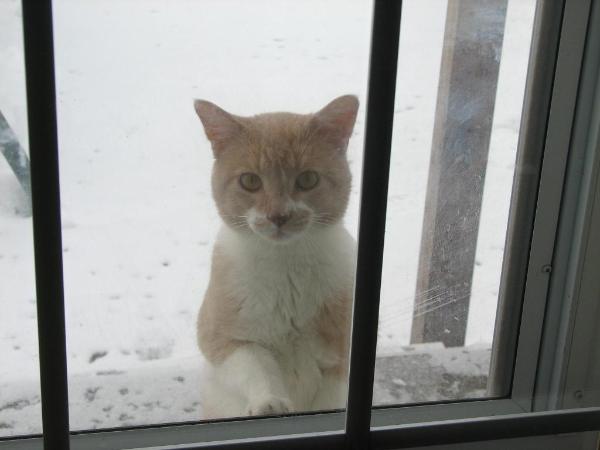 Window Snow Cat