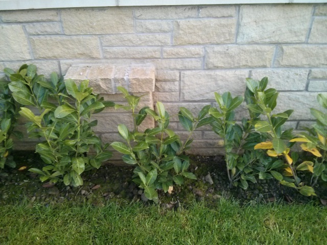What is happening to my Laurel Bushes? - Page 1 - Homes, Gardens and DIY - PistonHeads