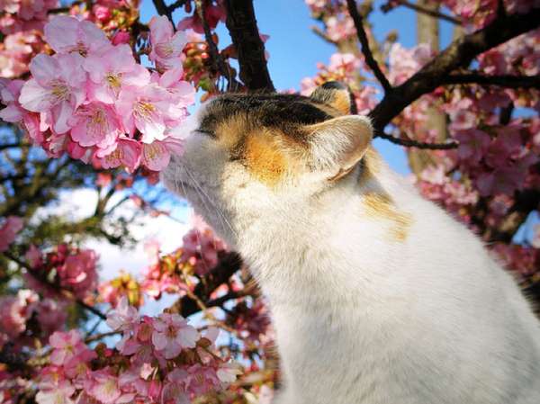 Sakura cat