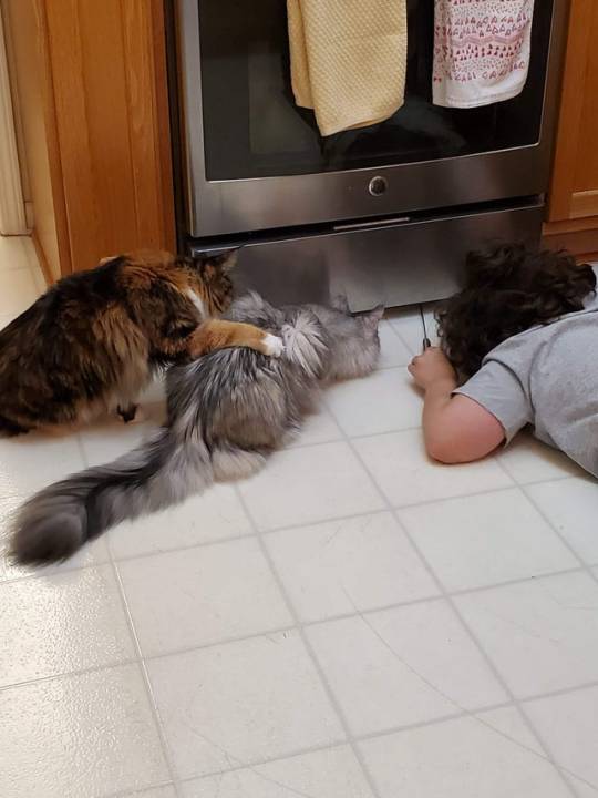 A child laying on the ground in front of a refridgerator. They are trying to get something out that is stuck beneath it. Next to them are two cats that are waiting. They all have the same concentrated pose.