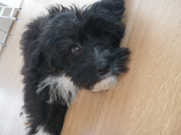 Pistonheads - The image shows a black and white dog lying on a wooden floor. The dog appears to be relaxed, with its limbs extended and its head tilted. The dog's fur is neatly trimmed, and it has a somewhat frowny or confused expression on its face. The background is simple and nondescript, focused entirely on the dog, making it the central subject of the photograph.