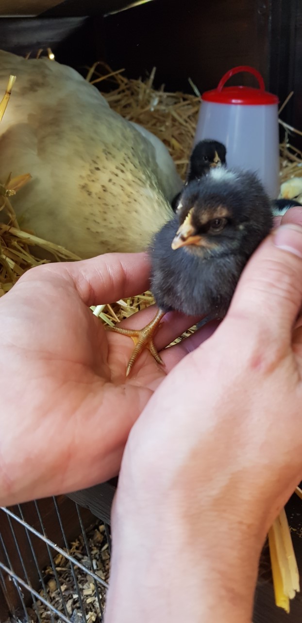Chickens, now she's done it! (cute chick content) - Page 2 - All Creatures Great & Small - PistonHeads