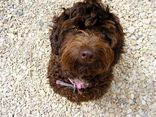 Post photos of your dogs - Page 104 - All Creatures Great & Small - PistonHeads - The image is a close-up photo of a brown dog sitting on what appears to be a gravel surface. The dog has a fluffy, curly coat with a shiny brown hue. Its ears and eyes are also noticeably brown in color. The dog is wearing a pink collar around its neck, topped with a matching pink collar charm. This charming pooch with its expressive eyes seems to have a soft and endearing expression.