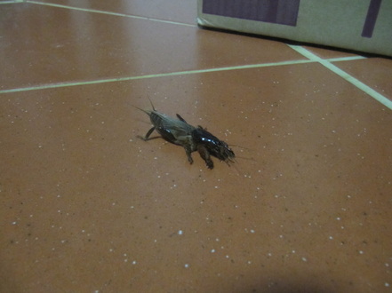 How much of an issue is the wildlife in OZ? - Page 1 - Australia - PistonHeads - The image shows a small, dark brown cockroach crawling across a textured brown floor. The roach is walking away from a purple and white box that is partially visible on the right side of the frame. The floor exhibits a white and clean appearance, contrasting the roach's dark color. The scene is set indoors, and the perspective is from an aerial viewpoint. The image is in color and appears to be taken during the day.