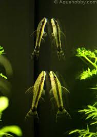 Just got a Fluval Edge tank. Stock? - Page 1 - All Creatures Great & Small - PistonHeads