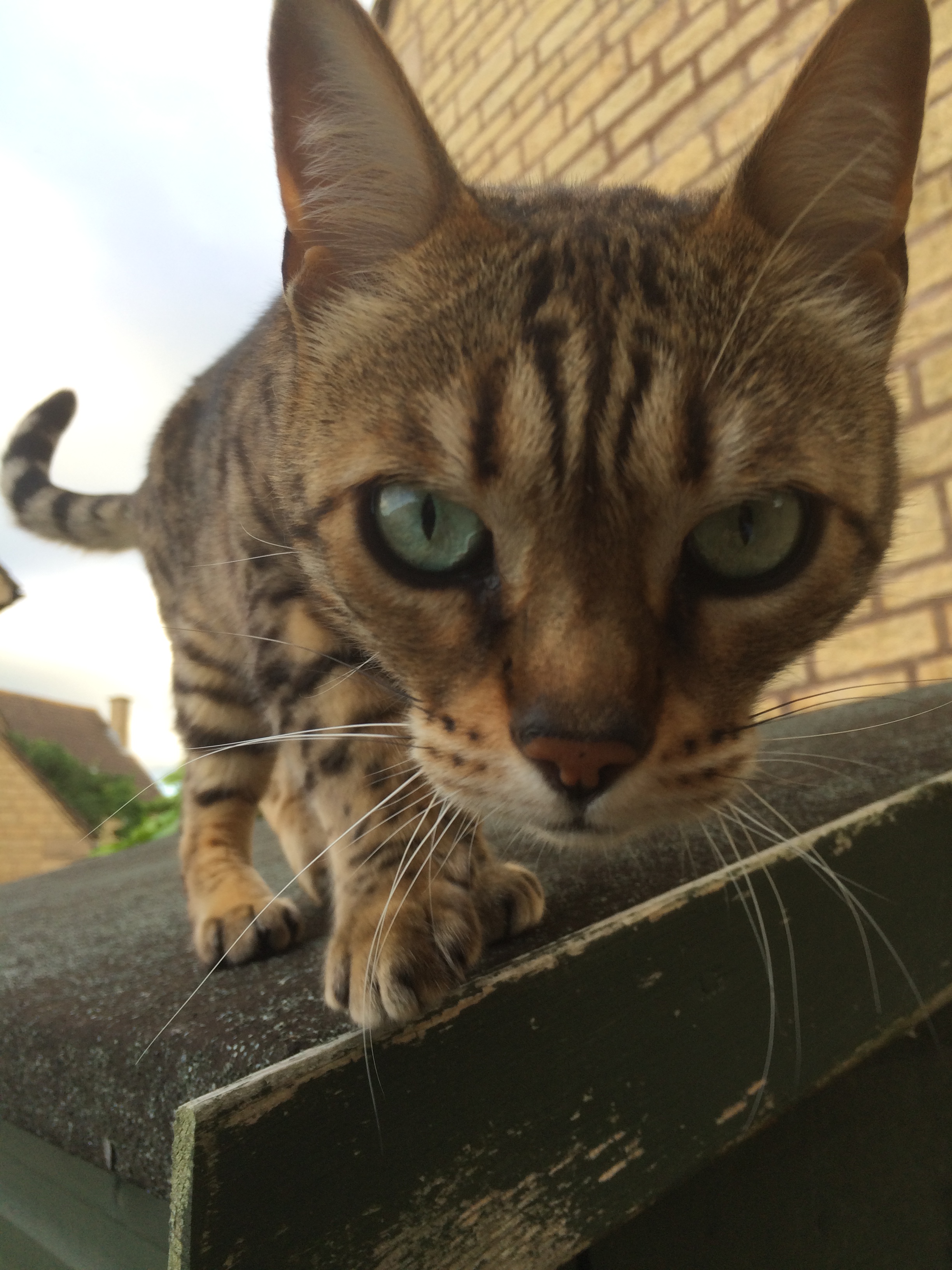 It's Caturday- Post some cats (vol 3) - Page 36 - All Creatures Great & Small - PistonHeads - The image shows a close-up of a cat standing on a surface with a bricked wall in the background. The cat's striking green eyes are the focal point of the photograph, capturing the viewer's attention. Its ears are a typical pointy shape, characteristic of many breeds. The fur appears to be a mix of brown and black, with horizontal stripes.