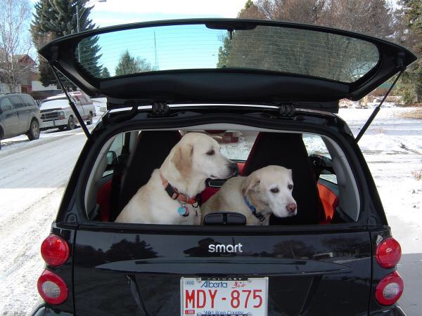 Small sporty car that will take 2 Labradors in the boot? - Page 1 - General Gassing - PistonHeads