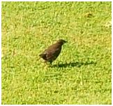 Blackbird nest in danger - Page 1 - All Creatures Great & Small - PistonHeads - In the heart of a lush green field, a solitary bird stands. The bird, small and dark-colored, is perched on one leg, its feathers stark against the vibrant backdrop. The grass beneath its feet sways gently, adding a sense of tranquility to the scene. The bird, the field, and the sky, all come together to create a serene snapshot of nature.