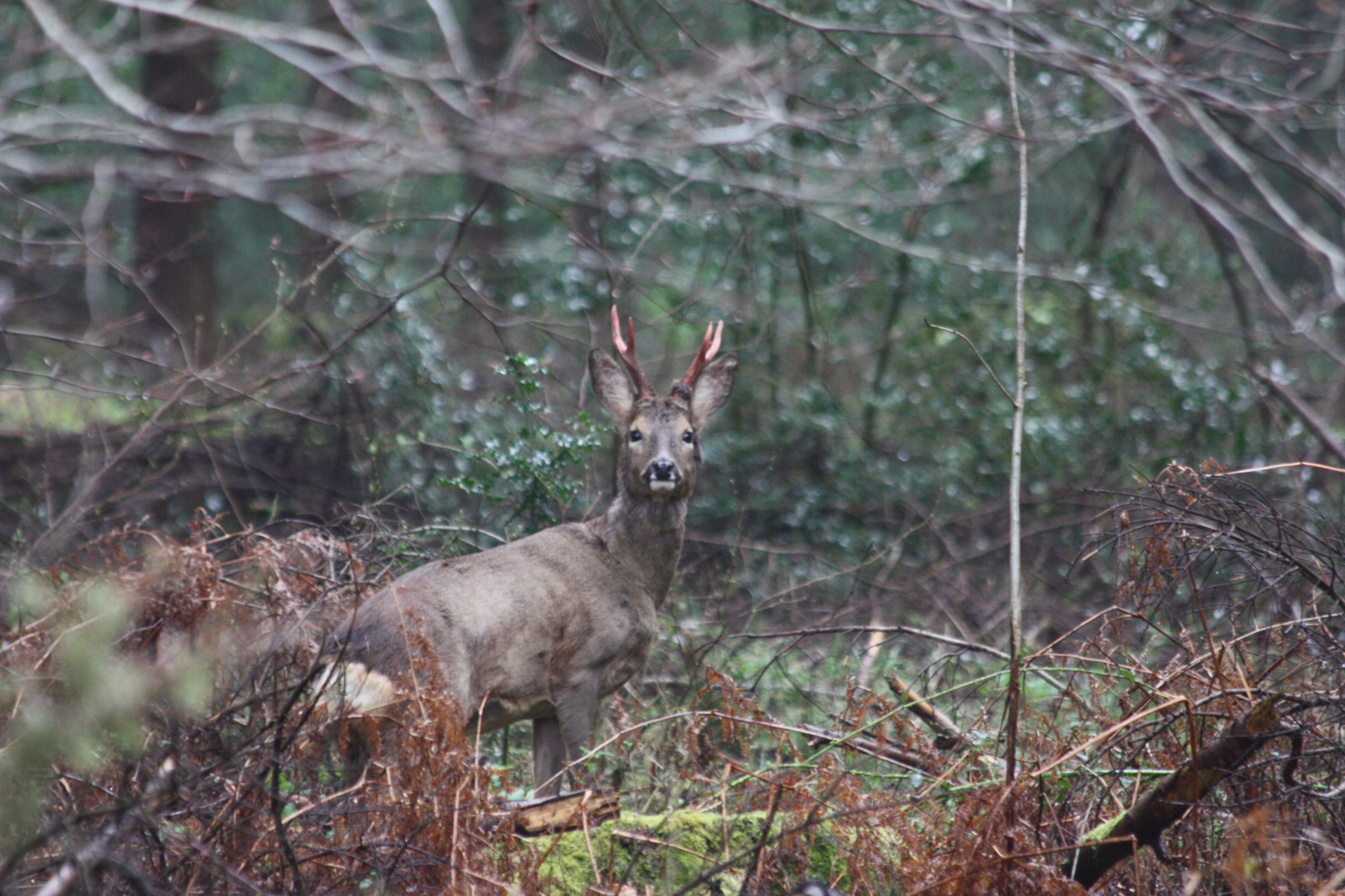 Deer in the Forest - Page 1 - Photography & Video - PistonHeads