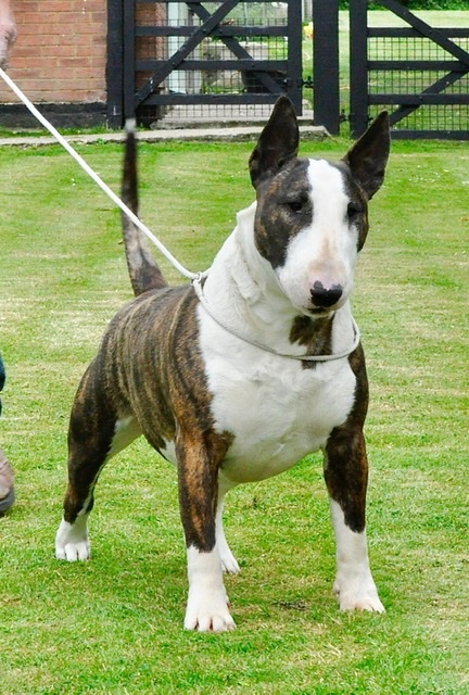 English Bull Terrier - Page 18 - All Creatures Great & Small - PistonHeads UK
