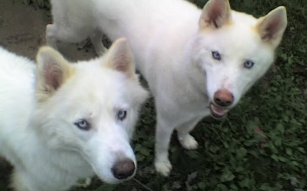 The image features two white husky dogs. They are standing on what appears to be a grassy area, possibly a backyard or a park. The dog on the left seems slightly ahead of the other, both looking directly at the camera with an almost identical expression. The pupils of both dogs' eyes have a similar blue coloration, which could indicate that they are siblings or part of the same litter. The dogs appear to be of adult size and are well-groomed with smooth and shiny coats.