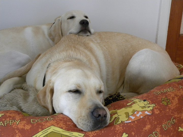 Post your sleeping pets pics - Page 12 - All Creatures Great & Small - PistonHeads - The image shows a cozy scene featuring two Labrador dogs. The larger dog is sprawled out on a pillow, taking up the majority of the space. It has a tan coat and appears to be resting or sleeping. The smaller dog is nestled beside it, with its head under the larger dog, possibly seeking warmth or companionship. The larger dog seems relaxed and comfortable, indicating a peaceful and restful environment. The overall atmosphere is one of tranquility and contentment.