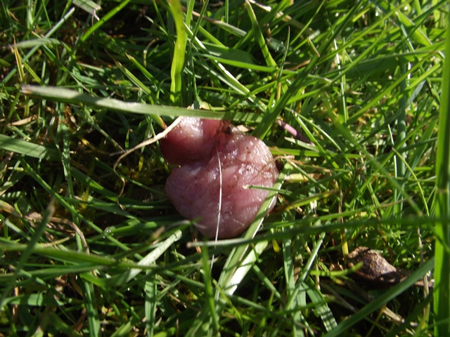 Back garden Badger shocker !! - Page 1 - All Creatures Great & Small - PistonHeads - The image shows a section of green grass with a pinkish object in the center. The object appears to be petals or a fallen leaf that has wilted and turned pink. It is surrounded by blades of grass, and there is a dying blade of grass that is close-up to the object. The grass here is thick, and the focus is primarily on the object and the surrounding weed-like grass.