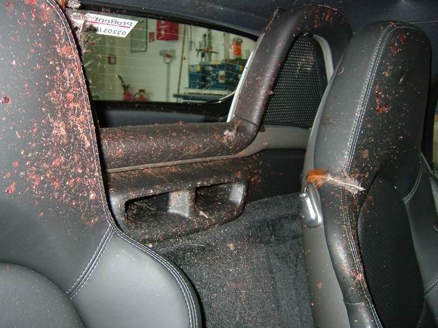 Pistonheads - This image shows the interior of an automobile, specifically focusing on the driver's seat. The seat cushion is covered in a layer of red fur, giving it an unusual and chaotic appearance. The door frame is stained with what appears to be red neoprene, adding to the disarray. A rear view mirror is visible in the background, and the doorway through which the seat is accessed is partially visible, revealing a sign indicating that occupants should use seat belts. The overall scene suggests a lack of organization or cleaning in the vehicle.