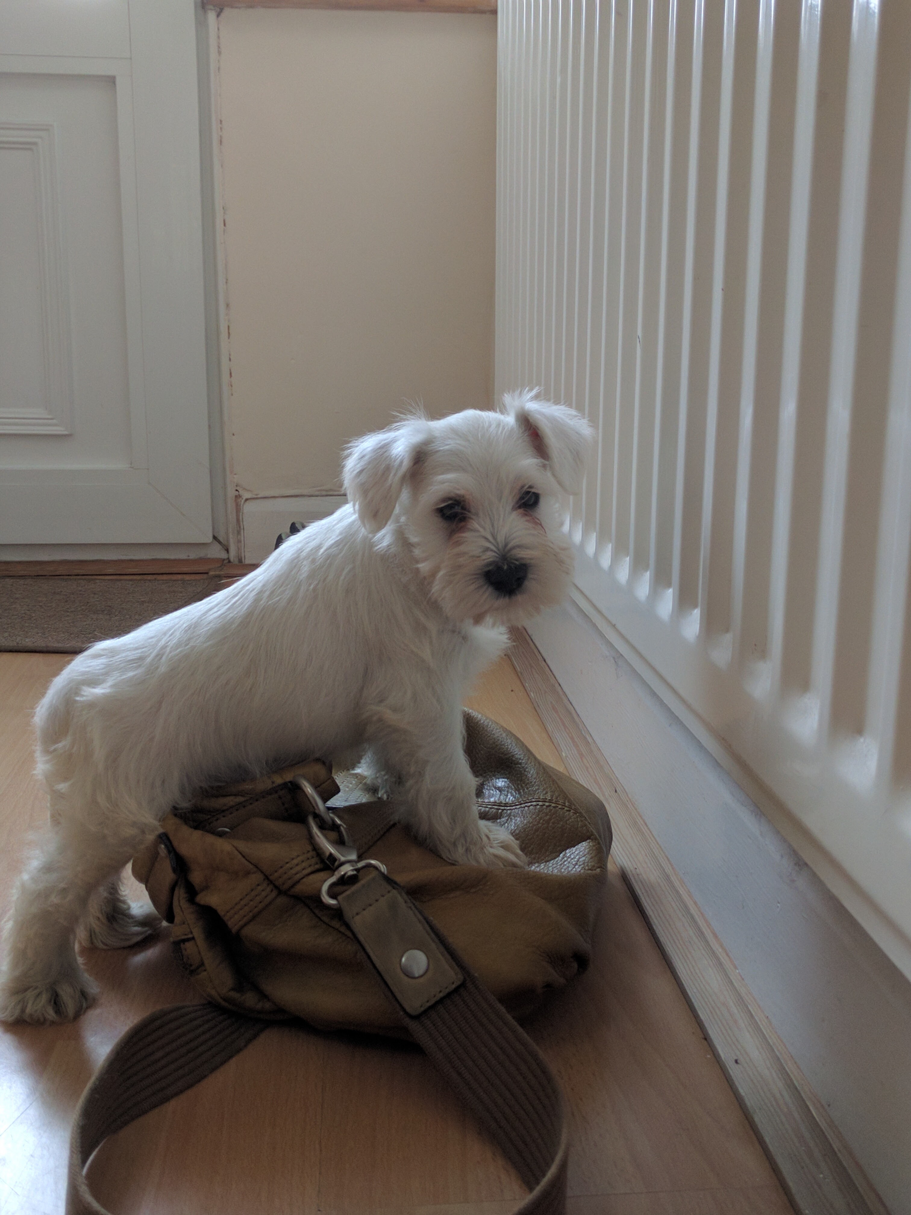 Post photos of your dogs vol2 - Page 405 - All Creatures Great & Small - PistonHeads - The image features a small dog, likely a breed with a fluffy white coat, standing near a radiator on a wooden floor. The dog appears to be inside a home, with a white door visible in the background. The dog has thick fur and shaggy ears, which are typical characteristics of some white dog breeds.

The dog is positioned next to a brown leather handbag that's slightly larger than the dog. The handbag is closed and sits upright on the floor, with the dog standing behind it. There are no visible people or additional objects in the scene. The scene conveys a sense of domestic life with a pet, possibly during cold weather when the radiator might be used to keep the room warm.