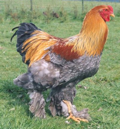 Pistonheads - The image shows a chicken standing prominently in a grassy field. The chicken has distinctive red and yellow feathers, indicative of the Credle (or Croad), a breed renowned for its bright plumage. Its head is a reddish hue, which is stark against the vibrant orange-red pheasant-styled crest on the backside. The chicken's legs are softly feathered, contrasting with its body which appears to be mostly gray. The field, although covered in dry grass, provides a natural and spacious environment for the bird. There is no other bird or creature in sight, emphasizing the solitary nature of this brightly plumaged fowl.