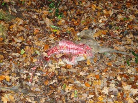 Cat Attack Dead Big Deer Pistonheads Eaten
