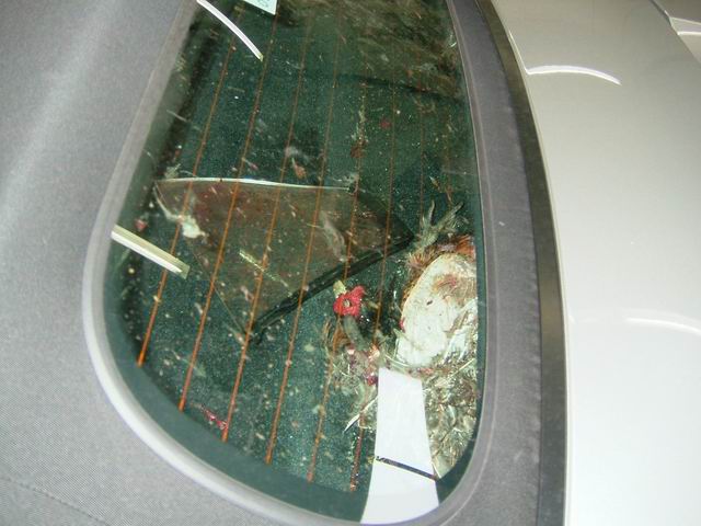 Pistonheads - The image shows a close-up view of the inside of a car from behind the tinted rear windscreen. The interior area below the window reveals dirt and residue, indicating that the car has not been cleaned recently. The window itself is slightly opened, with the sheet not fully covering the top of the window. This suggests an attempt to maintain privacy while still allowing in air. The grids on the bottom of the back windscreen are made of plastic, and some remnants can be seen among the debris on the interior trim.