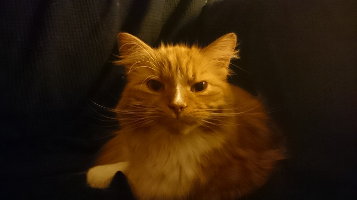 A cat sitting on top of a chair - Pistonheads - The image is a close-up photograph of an orange tabby cat sitting on what appears to be a dark-colored surface like fabric or couch. The cat's fur is predominantly bright orange with darker stripes and its eyes are alert and looking directly at the camera. The ambient light is low, illuminating the face and upper body of the cat, with the background fading into shadow. The cat's bright fur contrasts with the dim surrounding, giving the subject an expressive and almost mystical appearance.