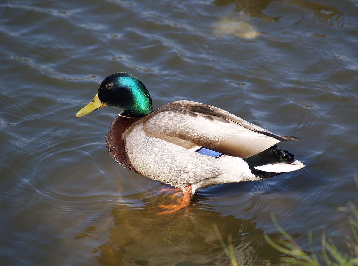 Why Ducks are better than Dinosaurs | Astrobioloblog