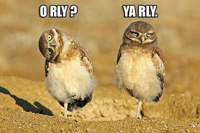 A couple of birds standing on top of a dirt field - Pistonheads - The image features a humorous meme of two owls on a desert ground. The owl on the left is upside down, looking straight at the viewer with a surprised or intrigued expression. The playful caption "0 rly?" implies that the owl might not understand what is happening. The owl on the right is right-side up, staring directly at the first owl with a slight head tilt as if judging or commenting on the other owl's confusion. The caption "YA rLY" is a reference to a popular internet meme that often reveals a prank or surprise when someone asks "Release the Kraken," suggesting that the owl doesn't comprehend this popular phrase and is hence oblivious to the joke. The meme is aplayful juxtaposition of misunderstanding and internet slang, adding a layer of humor and relatability.