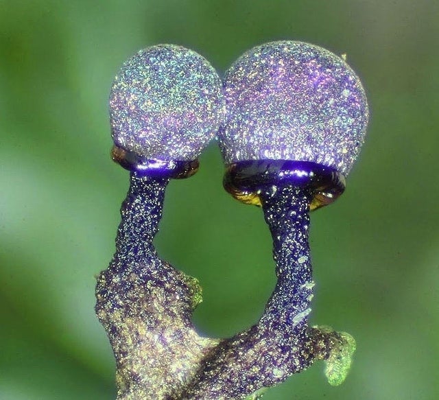 Amethyst Mushrooms-Elaeomyxa Cerifera