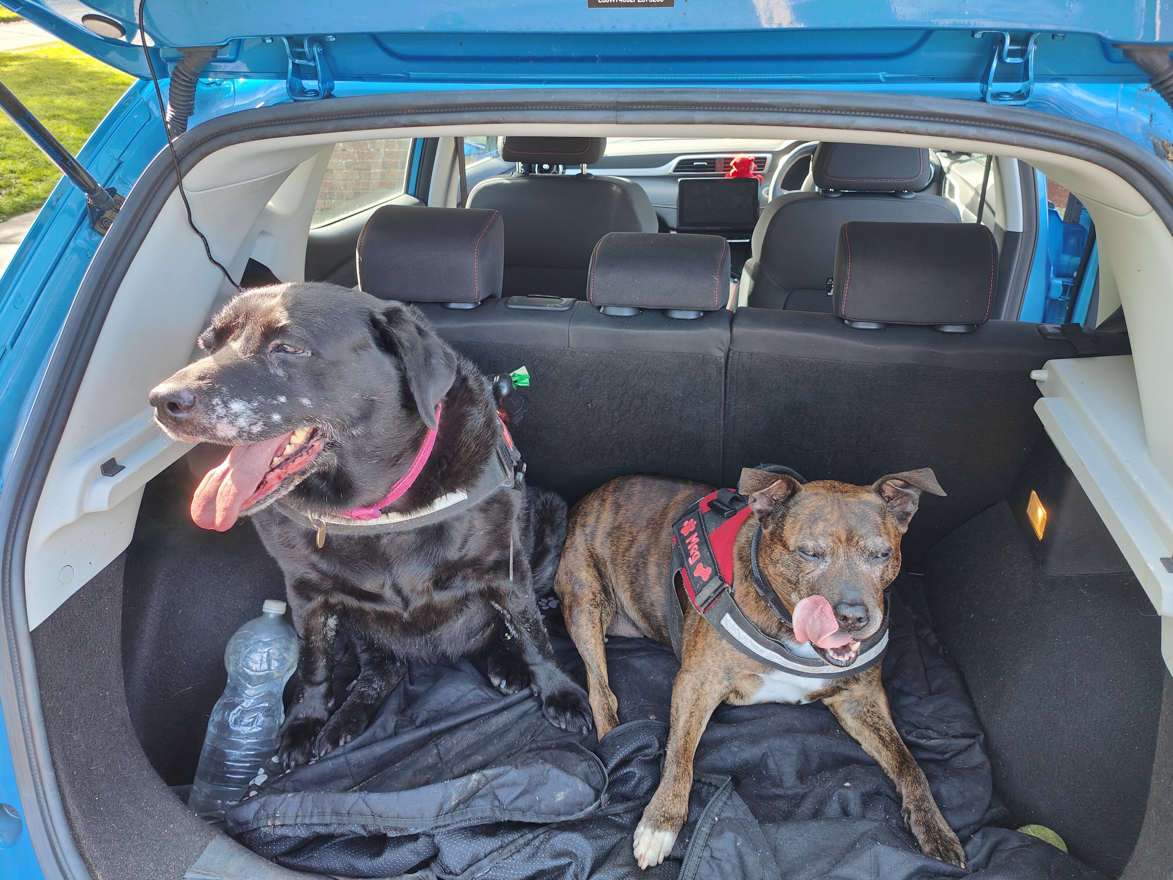 Pistonheads - The image shows a car's trunk, open with the backseat exposed. Inside, there are two dogs; one is larger and has a black coat, while the other is smaller with a brown coat. Both dogs appear to be sitting or laying down on a blanket, looking out towards the camera. In front of them, there is a water bottle. The car itself seems to be in an outdoor environment, possibly a parking lot, given the open trunk and visible sky above.