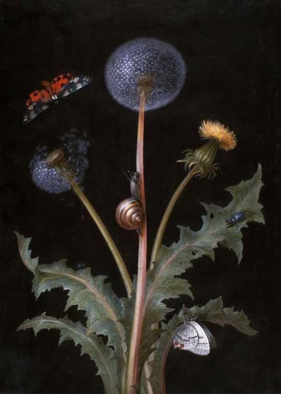 Barbara Regina Dietzsch (German, 1706-1783) - A Dandelion with a Tiger  Moth, a Butterfly, a Snail, and a Beetle (18th c… | Flower art, Dandelion,  Botanical drawings