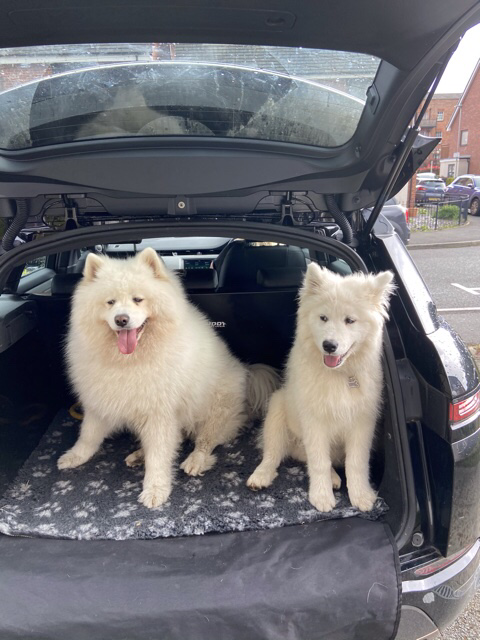 Any Samoyed owners here? - Page 1 - All Creatures Great & Small - PistonHeads UK