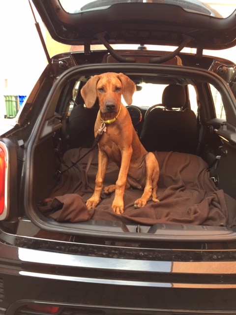 Post photos of your dogs (Vol 3) - Page 259 - All Creatures Great & Small - PistonHeads