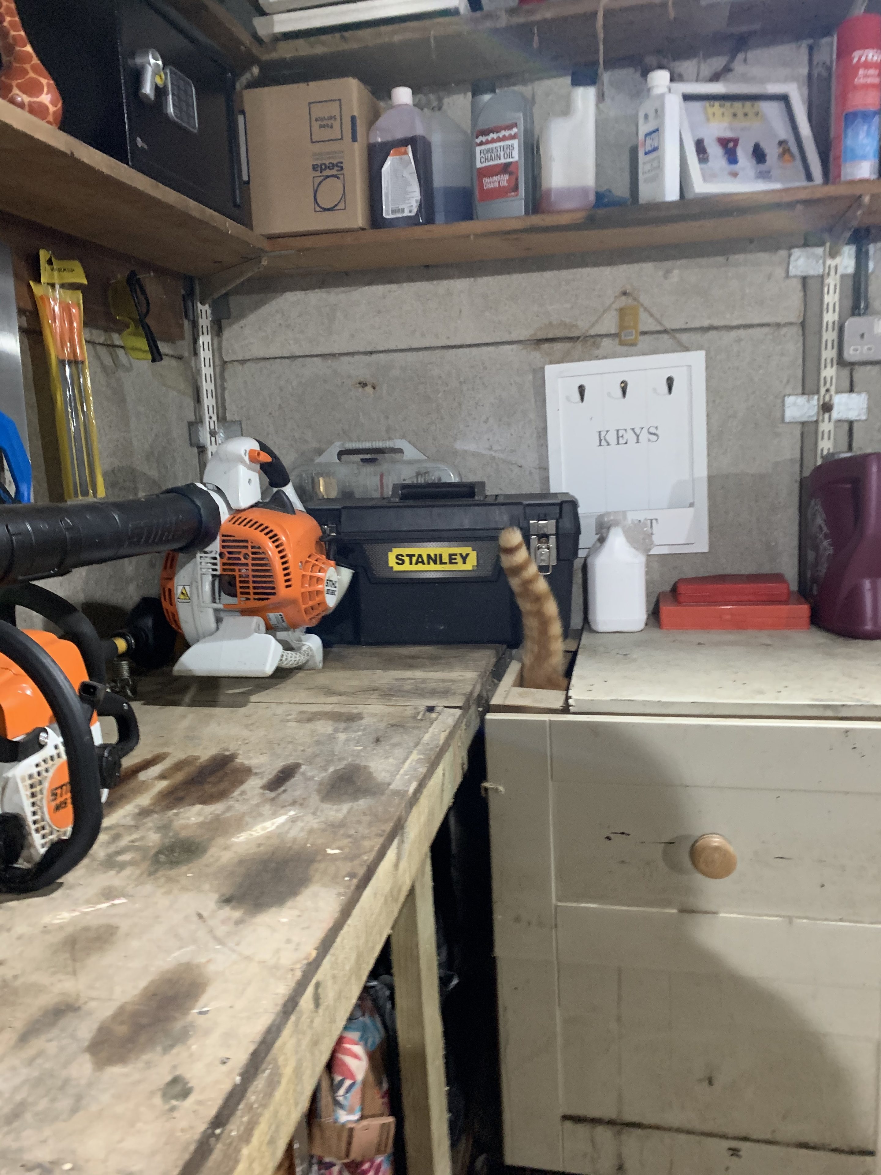 It's Caturday- Post some cats (vol 3) - Page 259 - All Creatures Great & Small - PistonHeads UK - The image shows an indoor space, likely a workshop or garage, with various items scattered around. In the foreground, there is a table that holds a power drill and some other tools. A small cat can be seen in the middle of the table. To the left, there's a large lawn mower, and to the right, an item with red and black packaging, possibly containing chemicals or pesticides. The floor appears to be made of concrete, and a whiteboard is visible on the wall, although it's not clear what's written on it. A small plant can also be seen in the background.