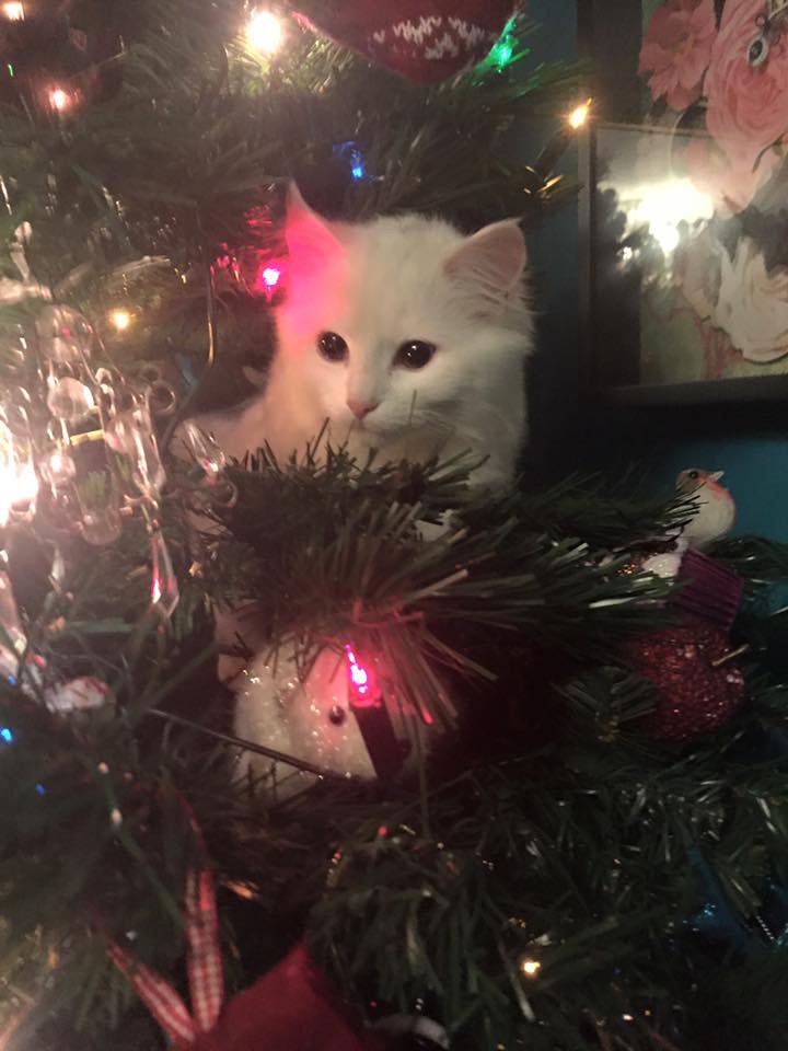 It's Caturday- Post some cats (vol 3) - Page 181 - All Creatures Great & Small - PistonHeads - The image shows a Christmas tree decorated with ornaments and lights. A white cat is hiding amongst the branches, looking worried or curious. There are several red and gold ornaments on the tree, which indicates it might be around the holiday season. The background is somewhat blurred but suggests a calm indoor environment, possibly a living room.