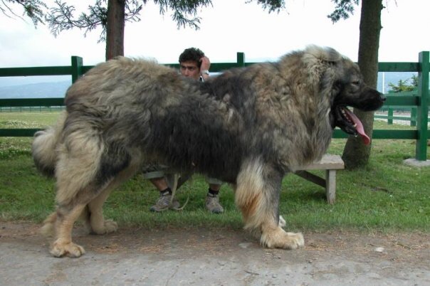 A dog sitting on a bench next to a dog - Pistonheads - The image features a very large, shaggy dog with a wolf-like head and thick fur. The dog is standing on a farm, near a fence and a wooden bench. There is a person to the right of the dog, who seems to be sitting on the bench and looking at the dog. The person is partly visible, with their back to the camera. The overall scene suggests a peaceful day on a farm or rural setting.