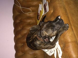 Pistonheads - The image captures a delightful scene in a living room. A black and brown dog, adorned with a ribbon around its neck, is comfortably sprawled on a rug. The dog's head is resting on a white bag, suggesting a moment of relaxation. To the side, a white cord can be seen, adding a touch of everyday life to the scene. The photo is a portrait, and the background, though mostly out of focus, reveals a pink wall and a brown leather seat, creating a warm and inviting atmosphere.